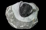 Bargain, Cornuproetus Trilobite Fossil - Issoumour, Morocco #165883-2